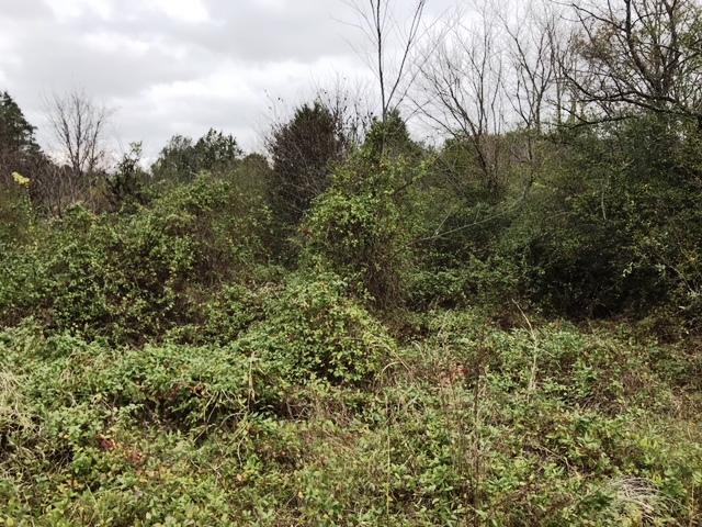 4610 Ellistown Road Corryton, TN 37721 - Photo 6 of 8 4610 Ellistown Rd V3