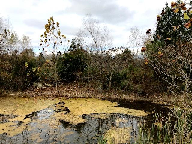4610 Ellistown Road Corryton, TN 37721 - Photo 8 of 8 Pond