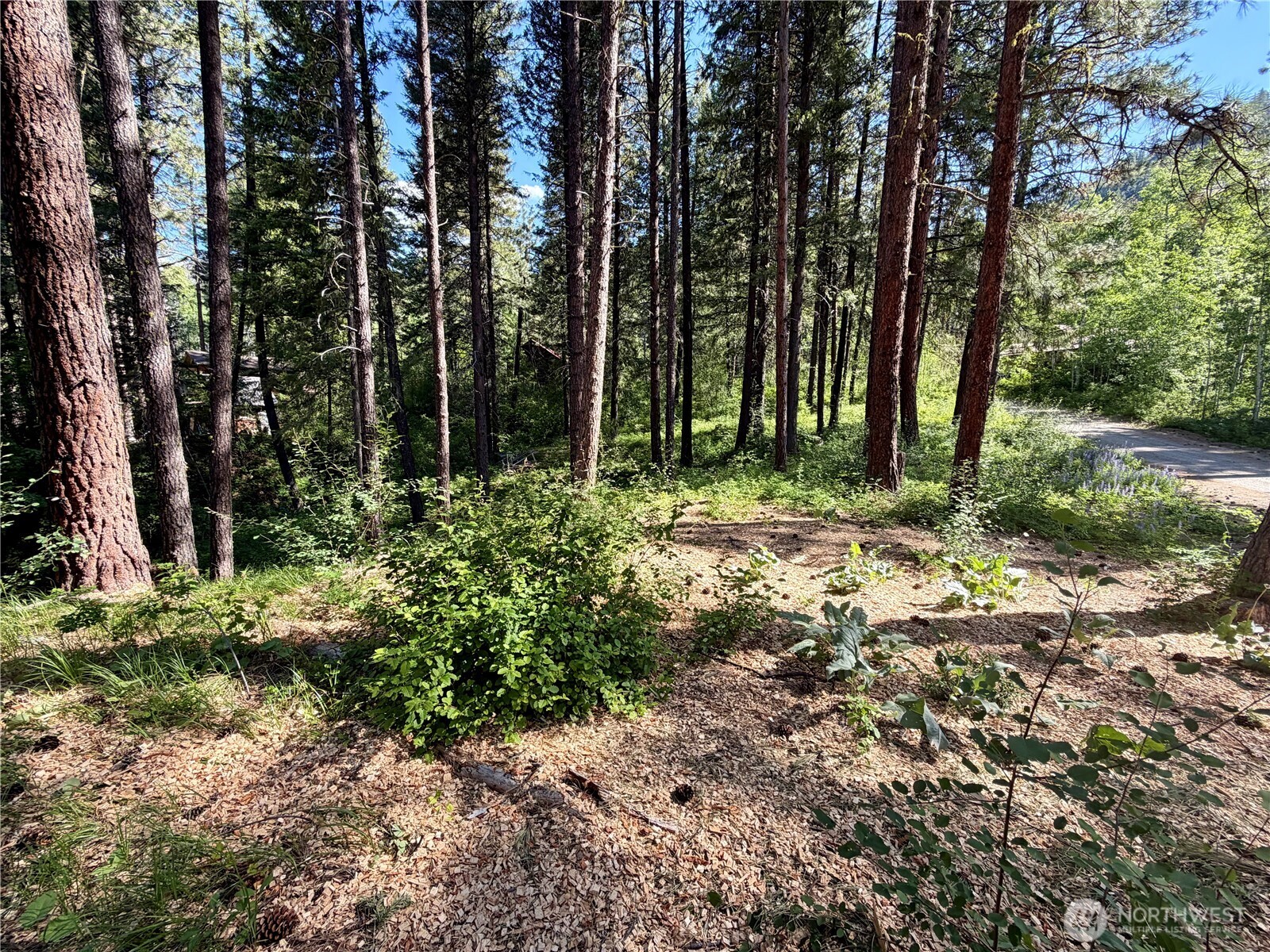11 Highland Mdw Road Winthrop, WA 98862 - Photo 5 of 25 a big yard with lots of green space and trees