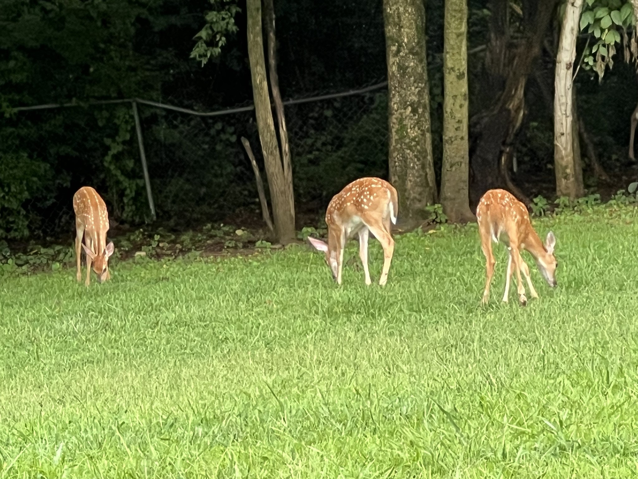 4848 Concord Drive Hermitage, TN 37076 - Photo 35 of 42 a backyard of a house with lots of green space and garden