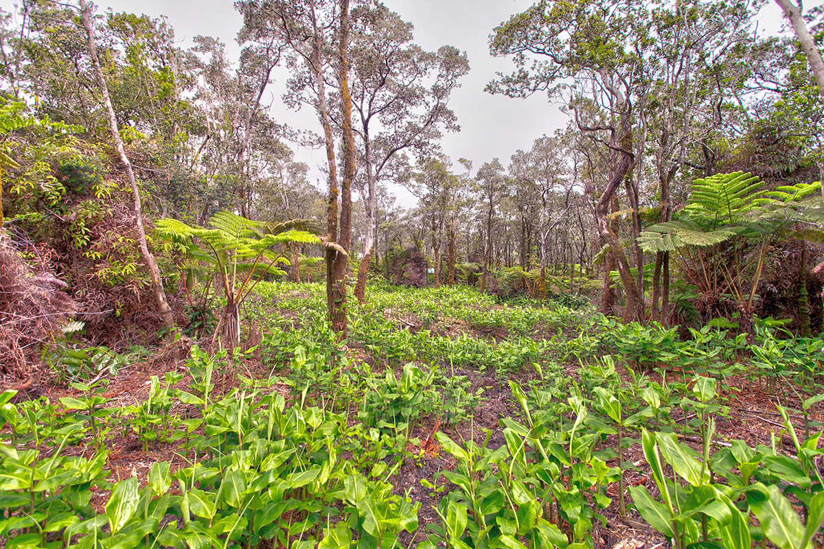 779 9th Street Volcano, HI 96785 - Photo 1 of 9 Gallery Image 1