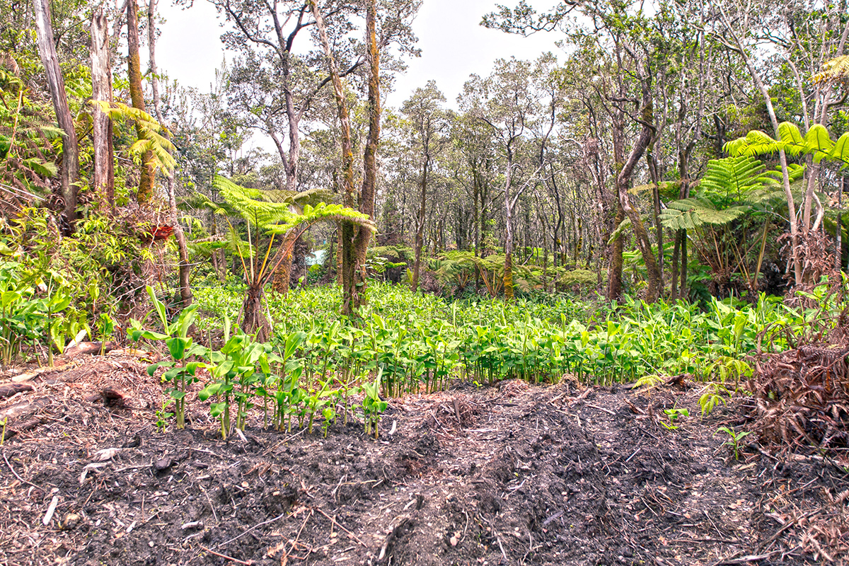 779 9th Street Volcano, HI 96785 - Photo 2 of 9 Gallery Image 2