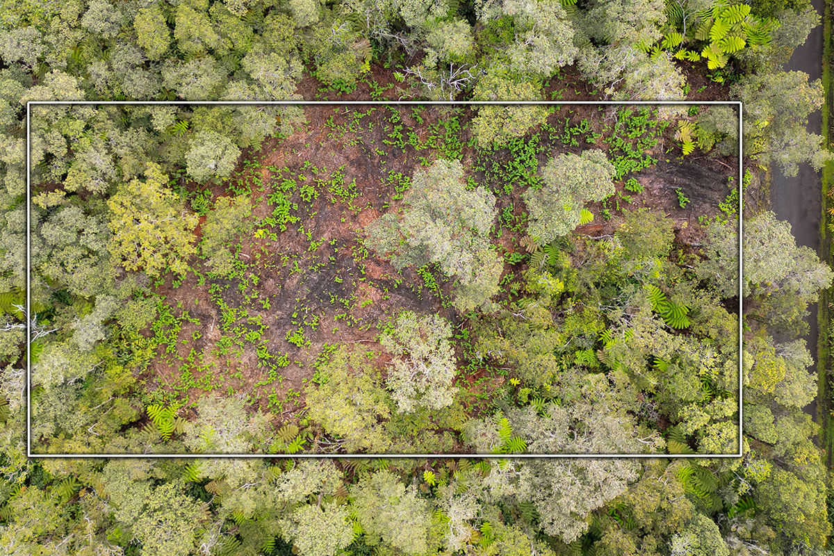 779 9th Street Volcano, HI 96785 - Photo 4 of 9 Gallery Image 4