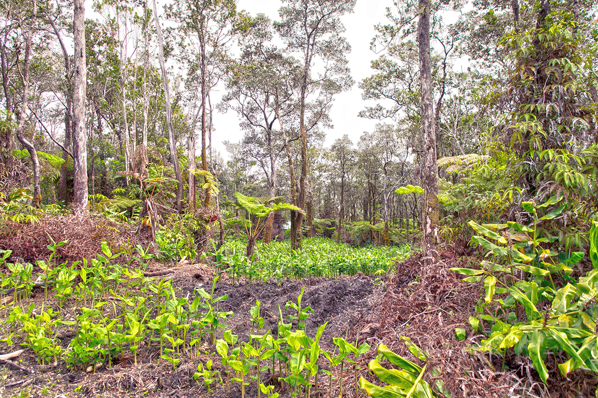 779 9th Street Volcano, HI 96785 - Photo 5 of 9 Gallery Image 5