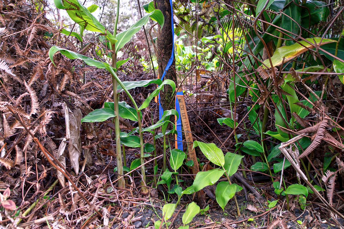 779 9th Street Volcano, HI 96785 - Photo 8 of 9 Gallery Image 8