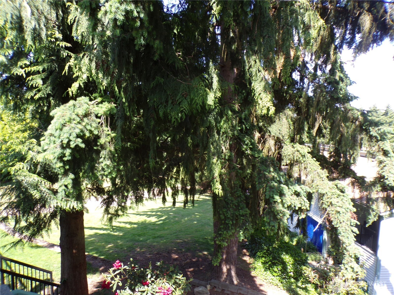 2020 Southwest 318th Place, Unit C3 Federal Way, WA 98023 - Photo 7 of 22 a view of a tree in a yard