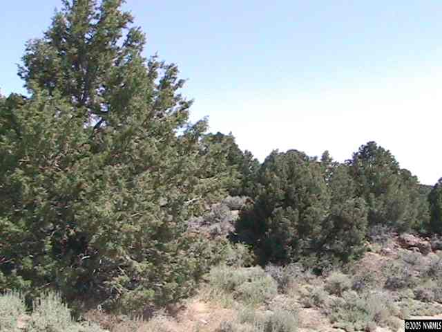 21310 Sazarac Road, Unit A11 Reno, NV 89521 - Photo 1 of 1 a view of a dry yard with large trees