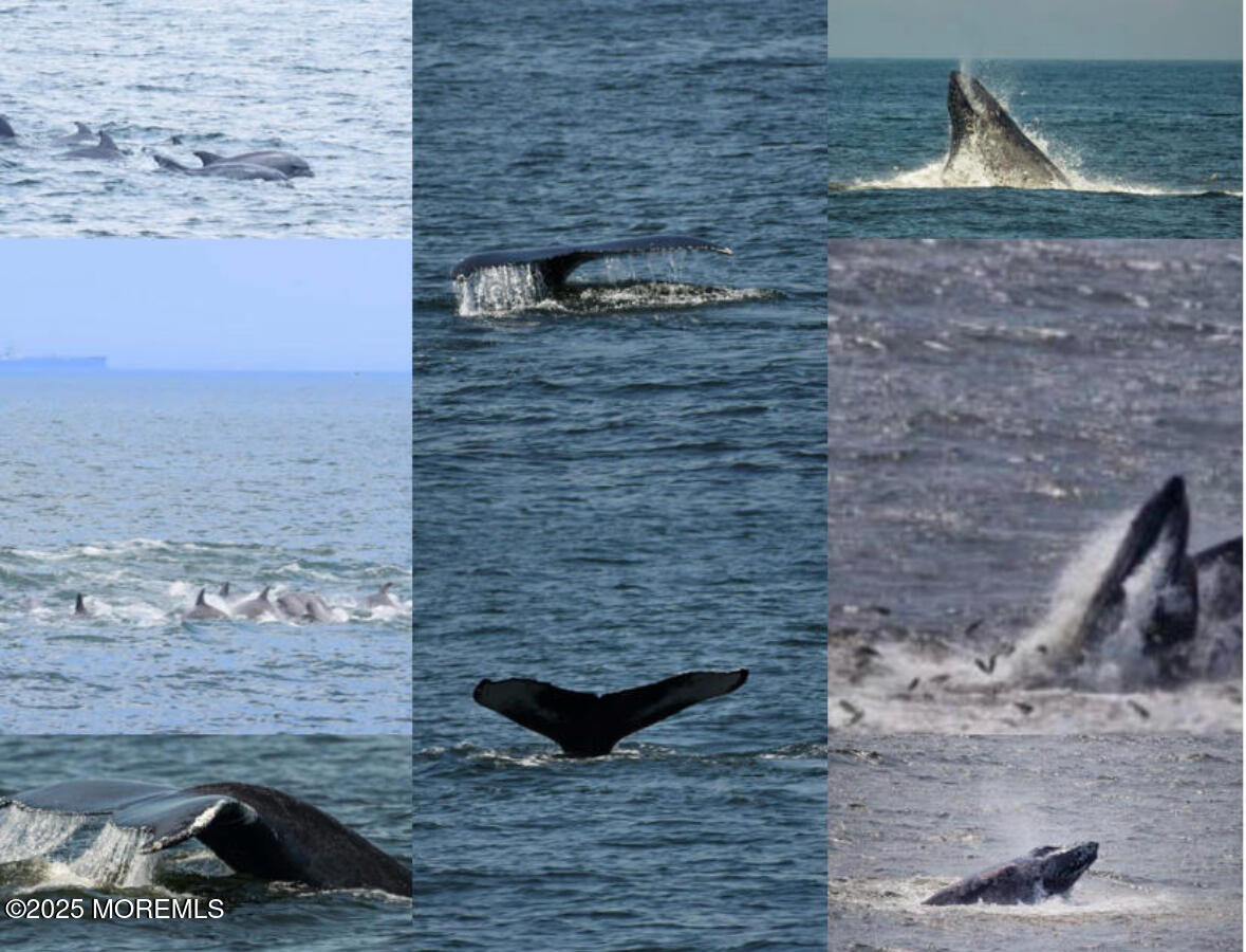 17 Via Ripa Way Sea Bright, NJ 07760 - Photo 29 of 31 a room with a stove