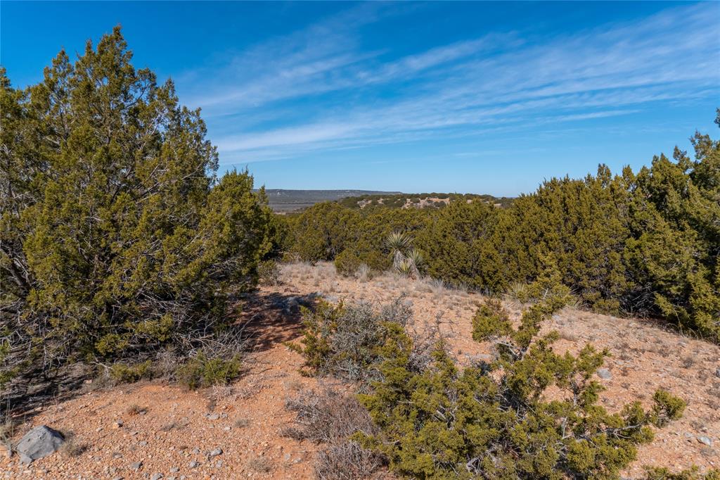 T3 County Road 175 Winters, TX 79567 - Photo 12 of 27 a view of a yard with a tree
