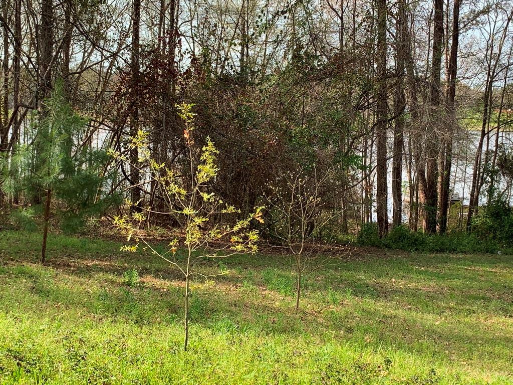 21579 Stevenson Road Frankston, TX 75763 - Photo 1 of 12