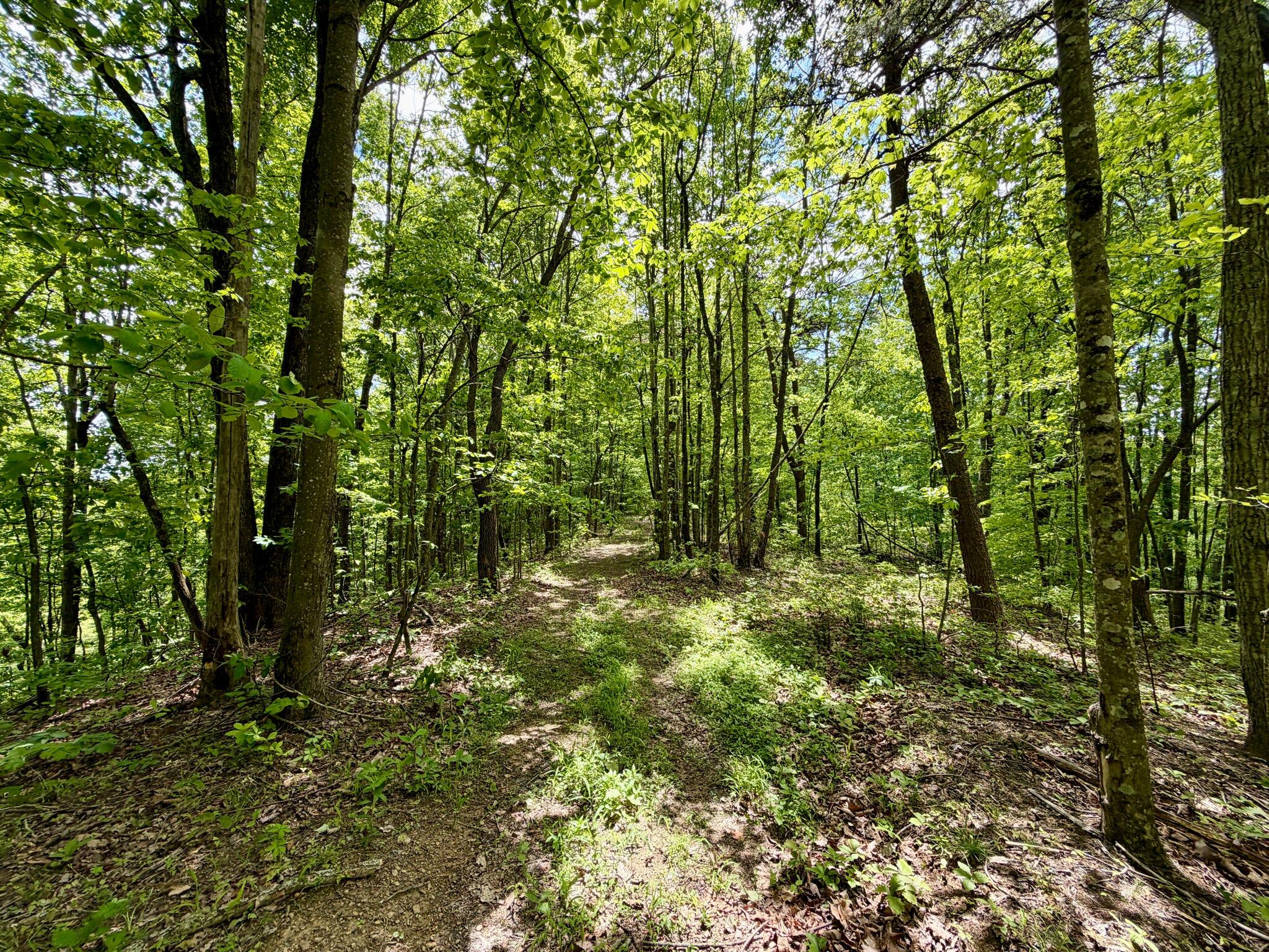 100 A Open Fork Road Morehead, KY 40351 - Photo 17 of 75 Trails
