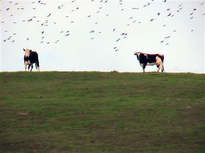 29 Giacomini Road Point Reyes Station, CA 94956 - Photo 10 of 10 More curious locals
