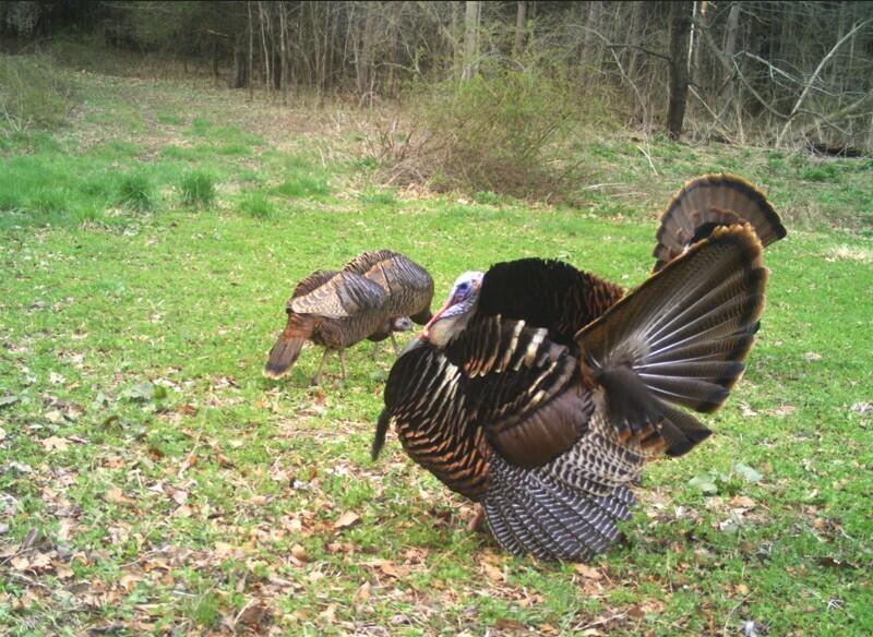 52402 Oak Plains Road Marcellus, MI 49067 - Photo 54 of 59 Cropped Turkey
