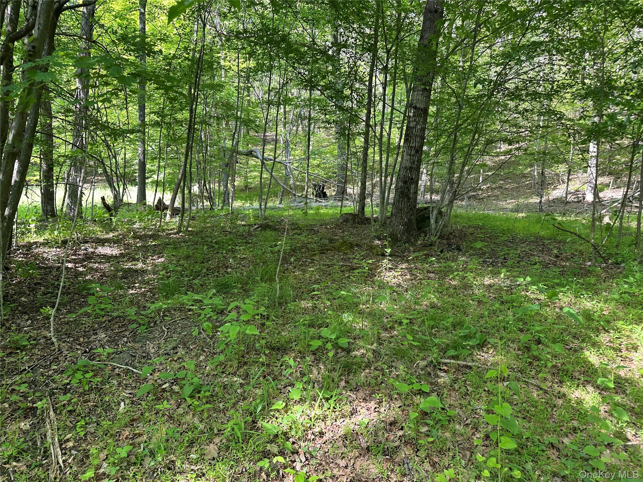 804 Hearts Content Road Cairo, NY 12473 - Photo 31 of 34 a large yard with lots of green space and trees