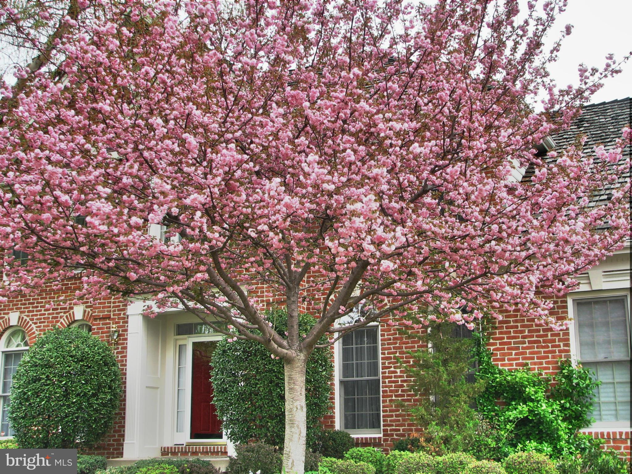 8154 Ridge Creek Way Springfield, VA 22153 - Photo 2 of 30 Exterior (Front)- one of many flowering trees