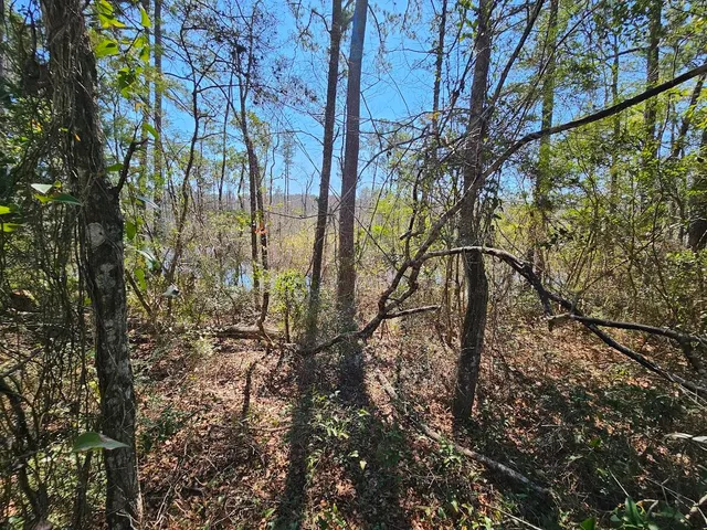 a backyard of a building with lots of trees