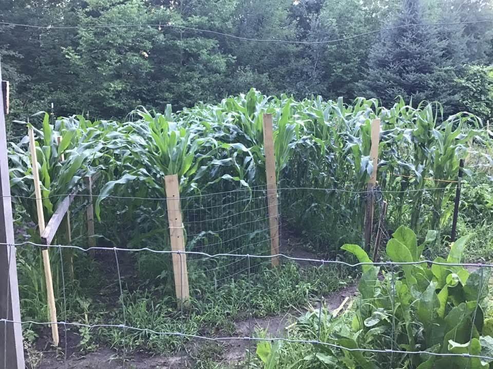 34437 County 18 Cushing, MN 56443 - Photo 23 of 24