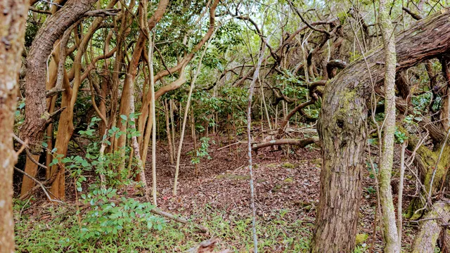a view of a pathway with a tree
