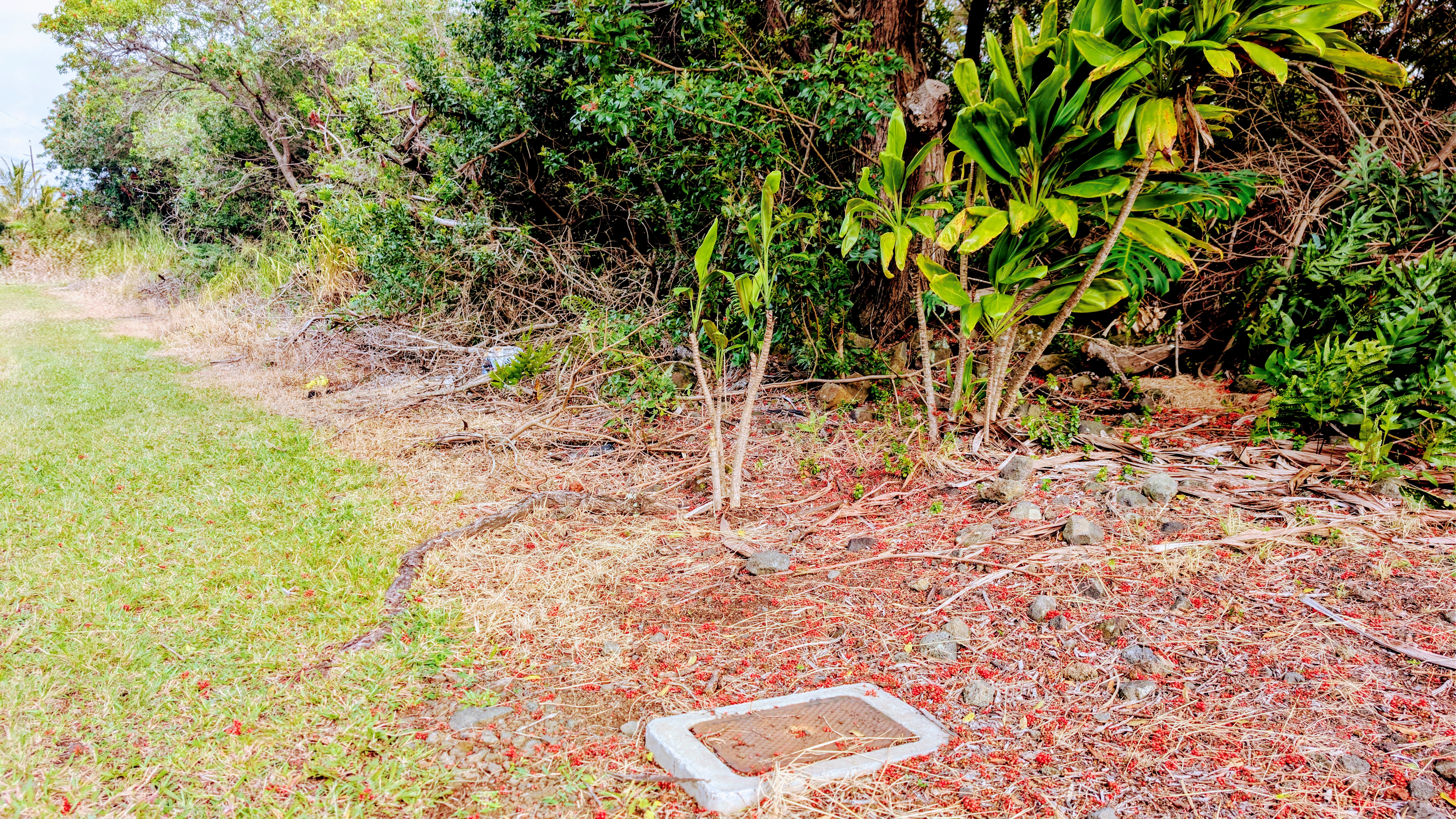 94-6579 Lot 13 Kamaoa Road Naalehu, HI 96772 - Photo 3 of 3 a backyard of a house with lots of green space