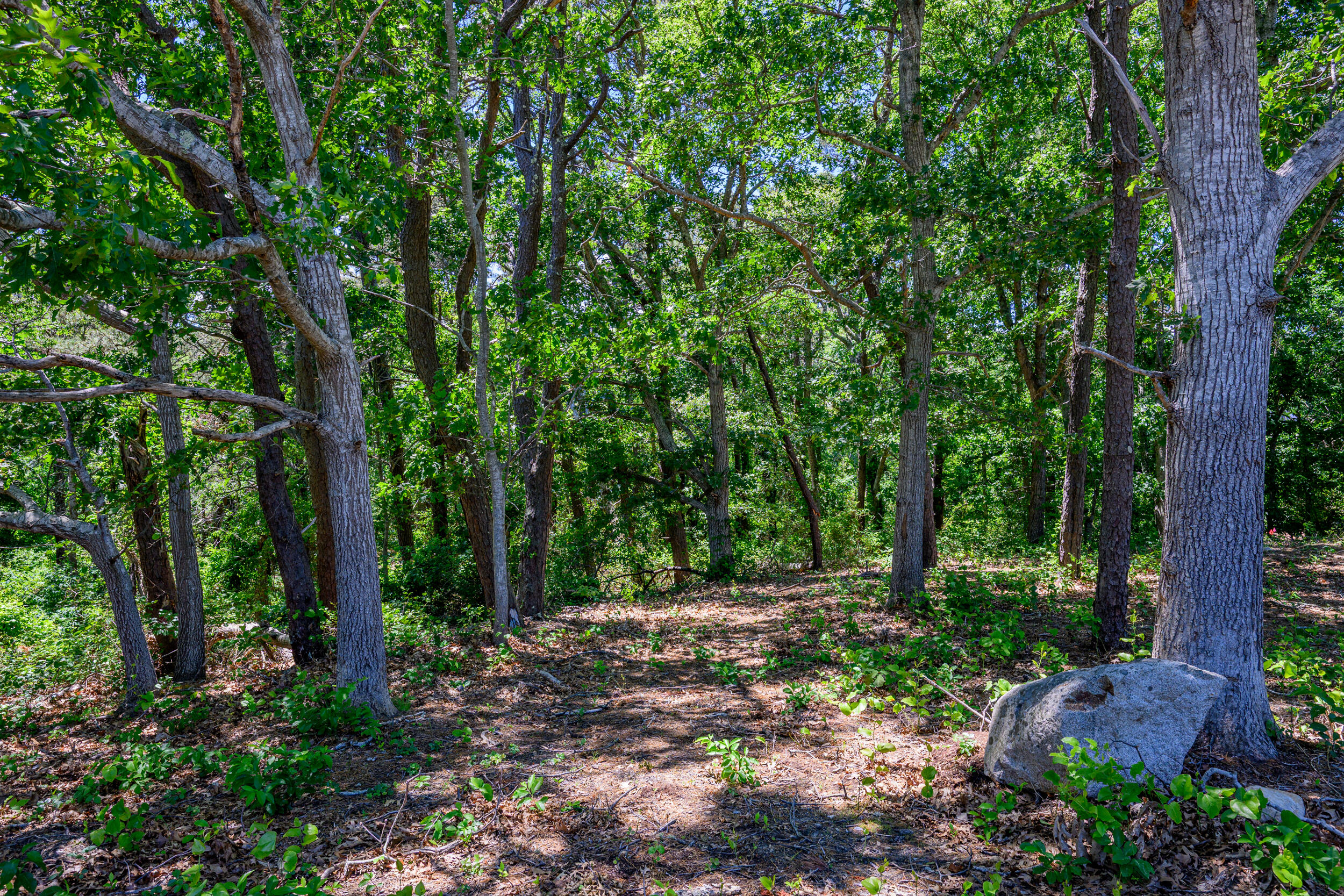 0 Ridgewood Drive Brewster, MA 02631 - Photo 32 of 42 a view of backyard with green space