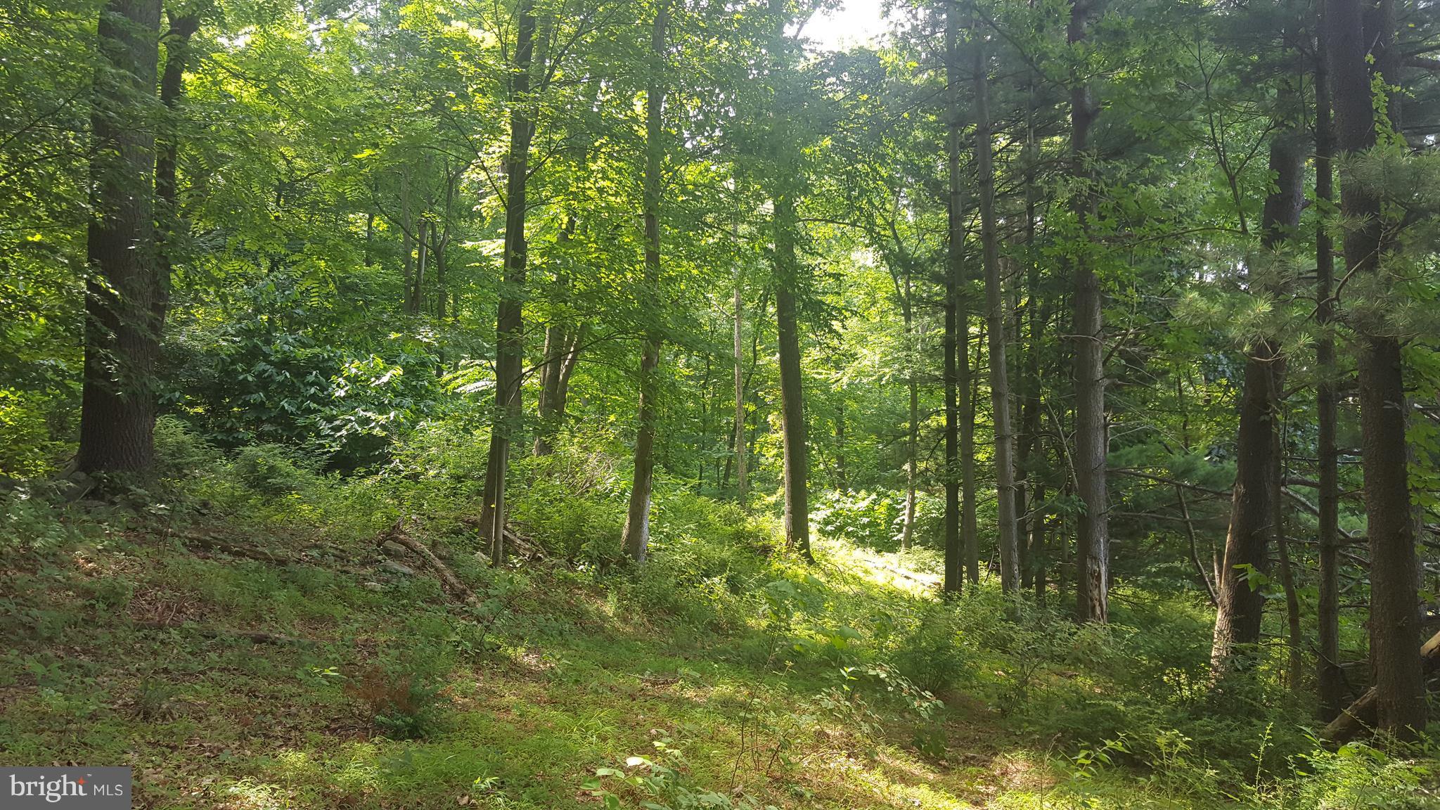 4349 Middlepoint Road Myersville, MD 21773 - Photo 20 of 27 a view of a lush green forest