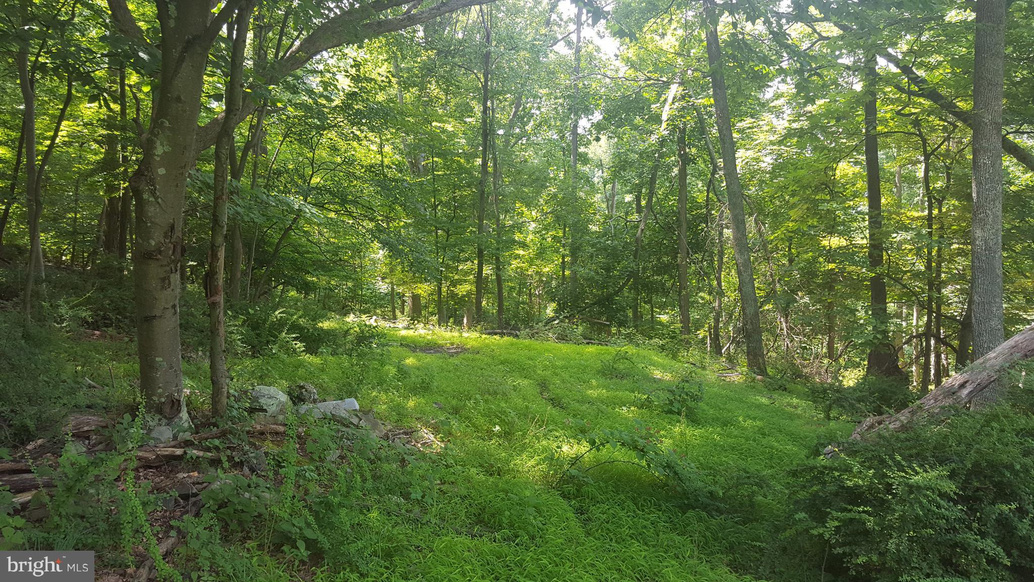 4349 Middlepoint Road Myersville, MD 21773 - Photo 21 of 27 a view of a lush green forest