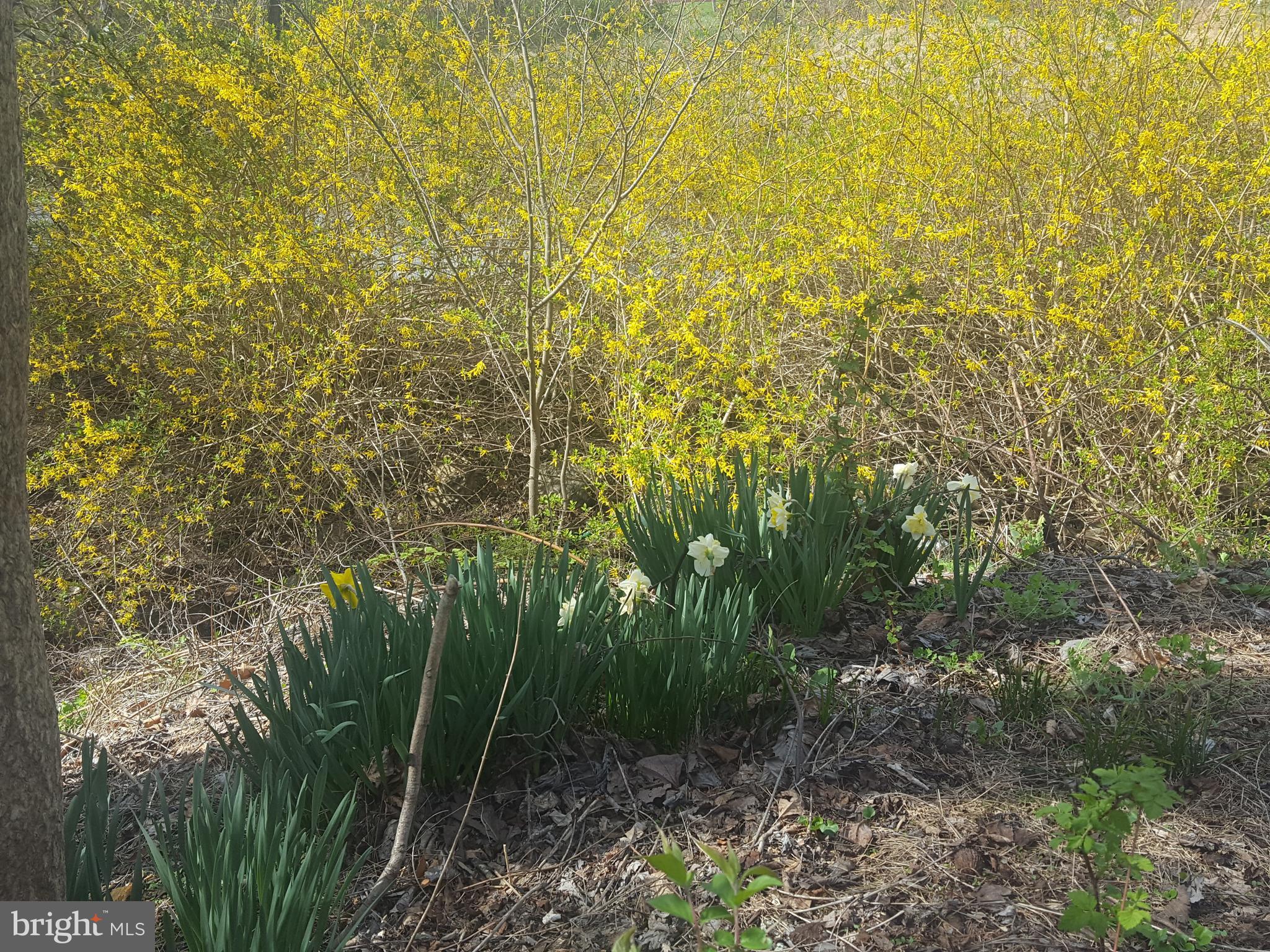 4349 Middlepoint Road Myersville, MD 21773 - Photo 25 of 27 a view of a garden