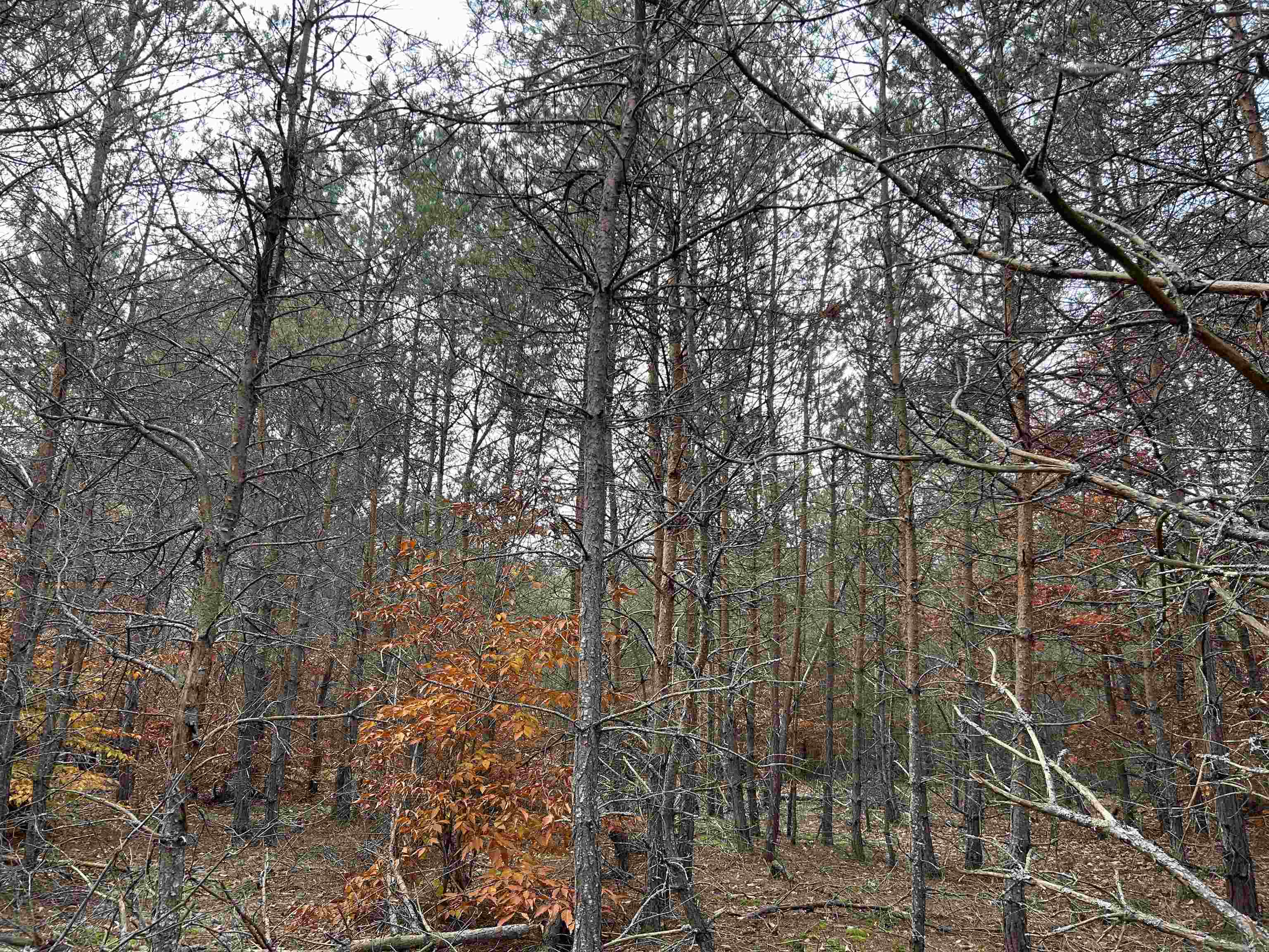 669 Rd Thompsonville Mi 49683 Road Beulah, MI 49617 - Photo 9 of 17