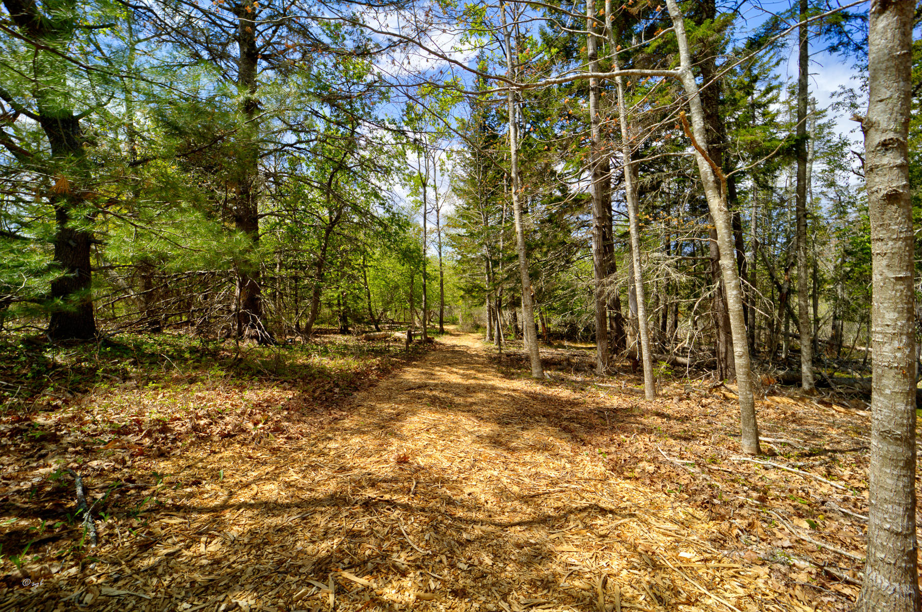 Tbd Castine Road Castine, ME 04421 - Photo 4 of 18 Castino Land 3