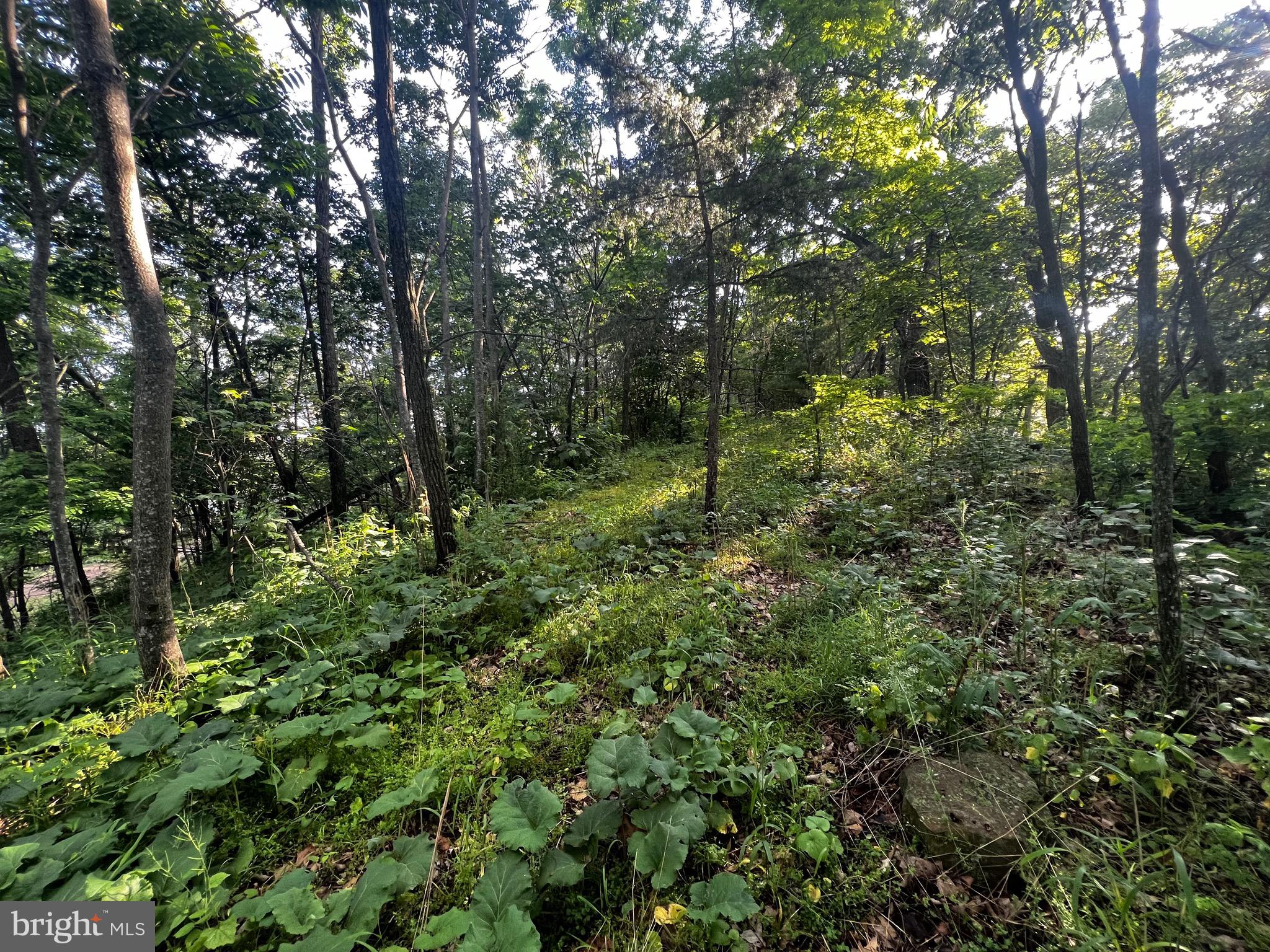 Lot 52 Grace Mountain Mathias, WV 26812 - Photo 24 of 34