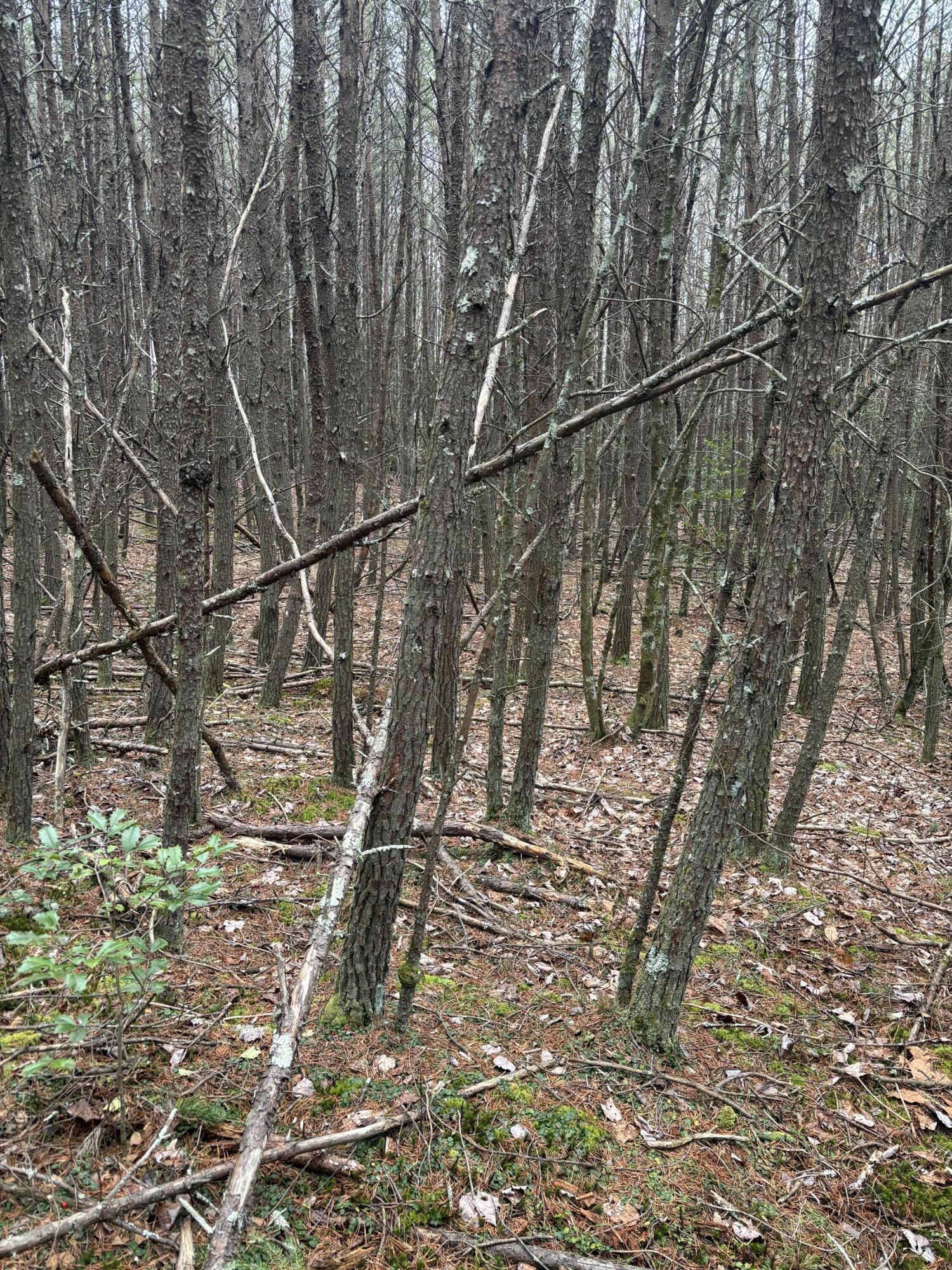 4551 Henson Gap Road Dunlap, TN 37327 - Photo 24 of 31 IMG_0353