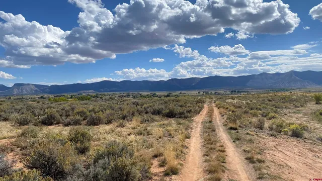 a view of a large tree with a yard