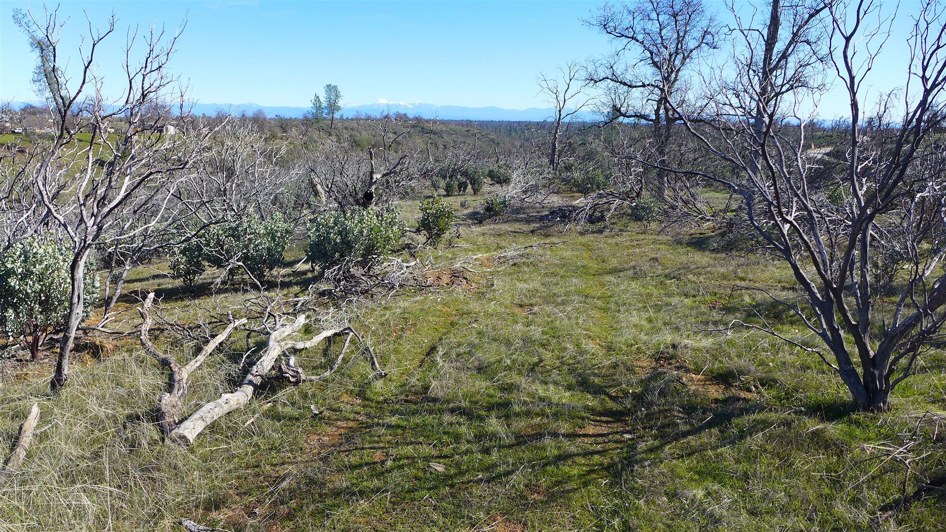12-acres Small Farms Road Igo, CA 96047 - Photo 11 of 12 a view of a yard with large trees
