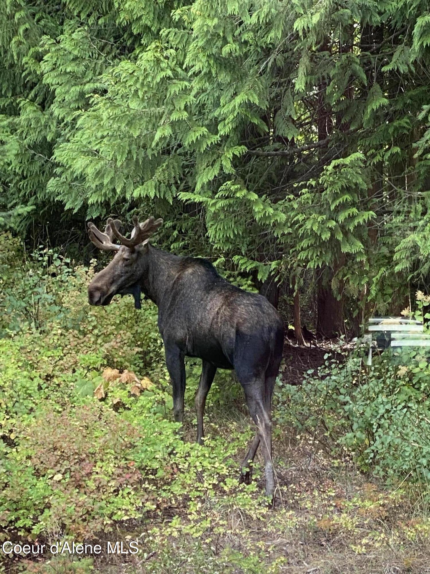 Nka West Barrett Drive Rathdrum, ID 83858 - Photo 19 of 19 IMG_8932