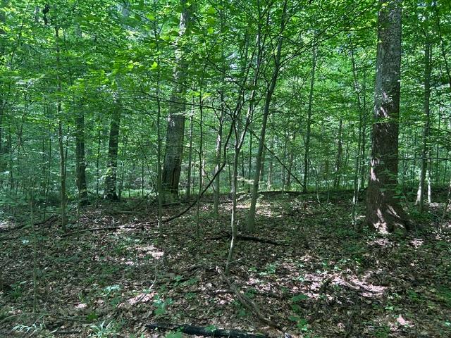 24229 Sanes Creek Road Laurel, IN 47024 - Photo 26 of 54