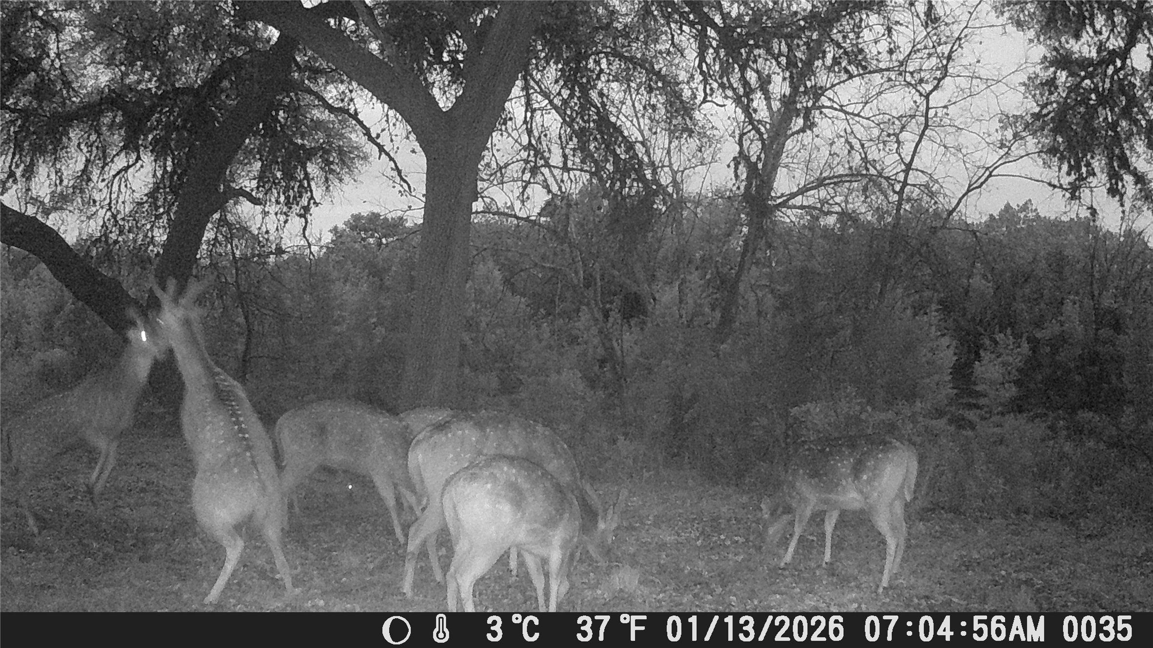 641 Patterson Creek Road Leakey, TX 78873 - Photo 28 of 31 View of undeveloped land