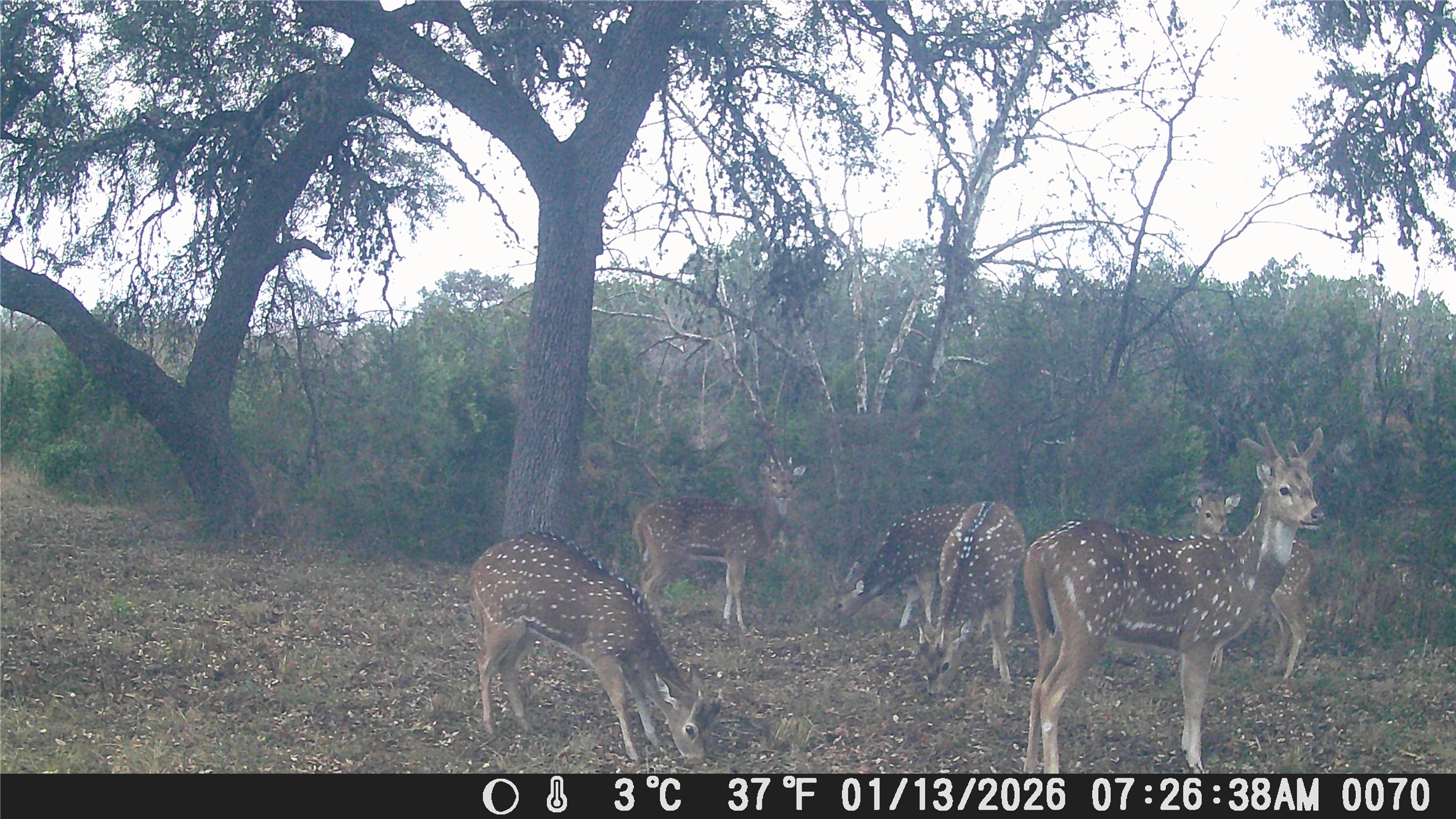 641 Patterson Creek Road Leakey, TX 78873 - Photo 29 of 31 View of nature
