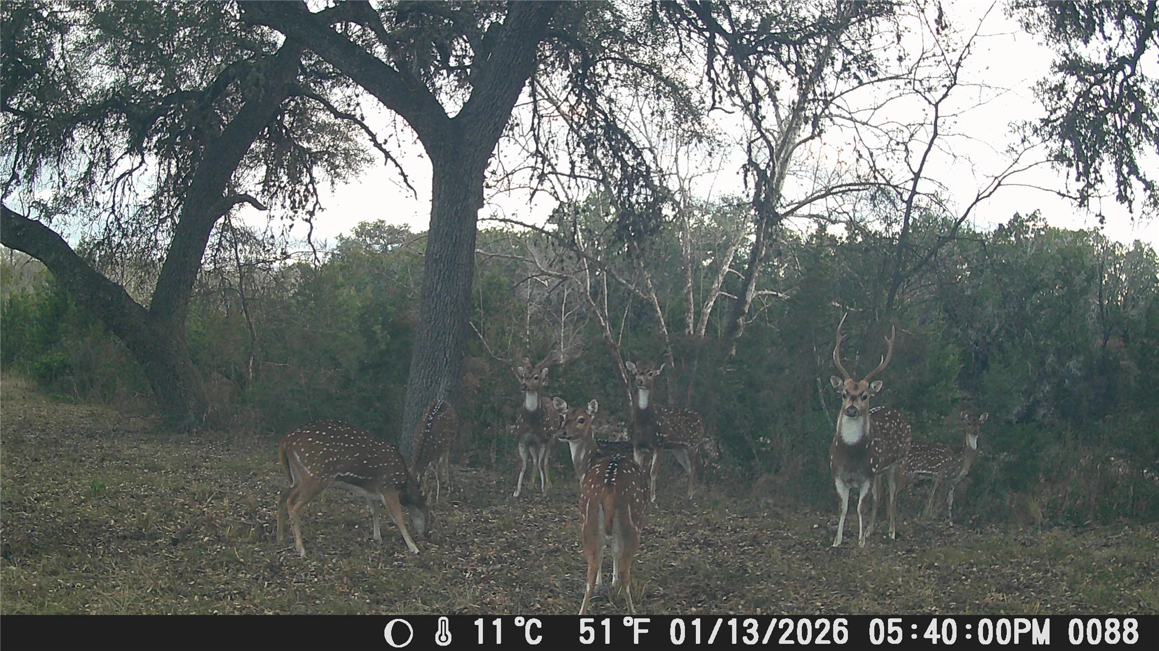 641 Patterson Creek Road Leakey, TX 78873 - Photo 30 of 31 View of nature