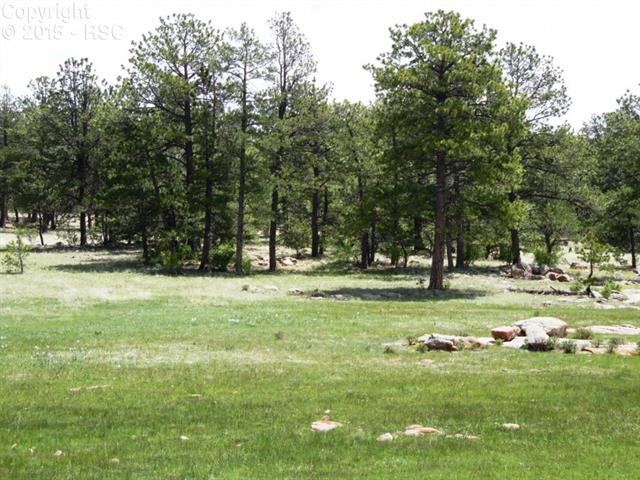 1170 Doe Valley Road Guffey, CO 80820 - Photo 10 of 14 Lots of lush grass for your critters