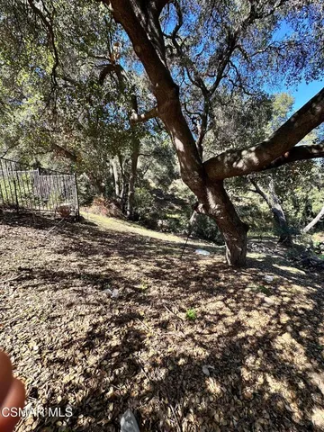 a view of a yard with plants and trees