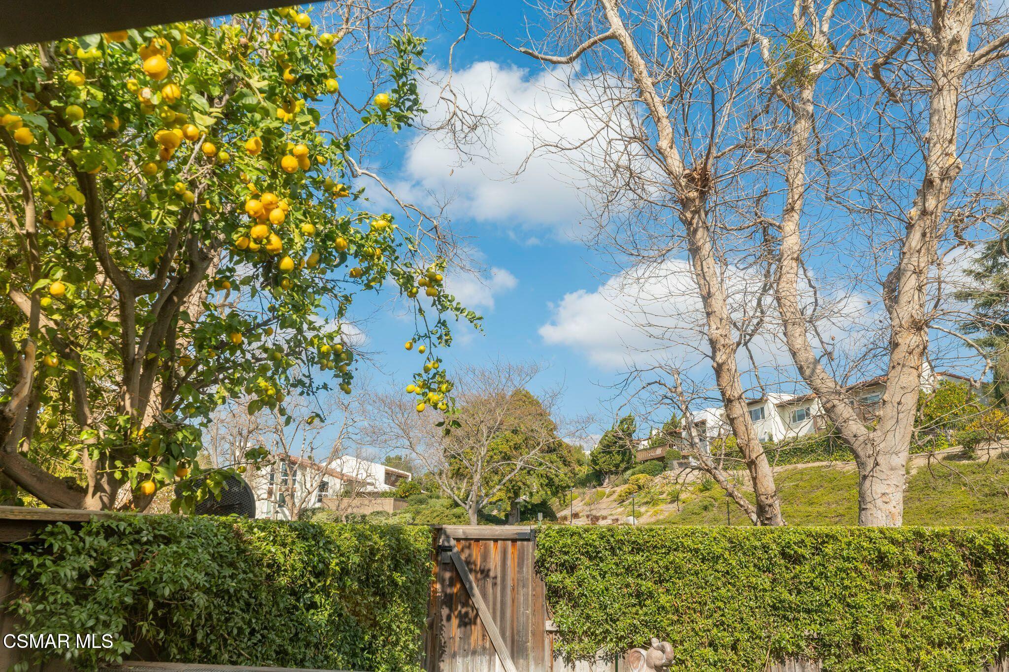 581 Racquet Club Lane Thousand Oaks, CA 91360 - Photo 35 of 74 lemon tree back