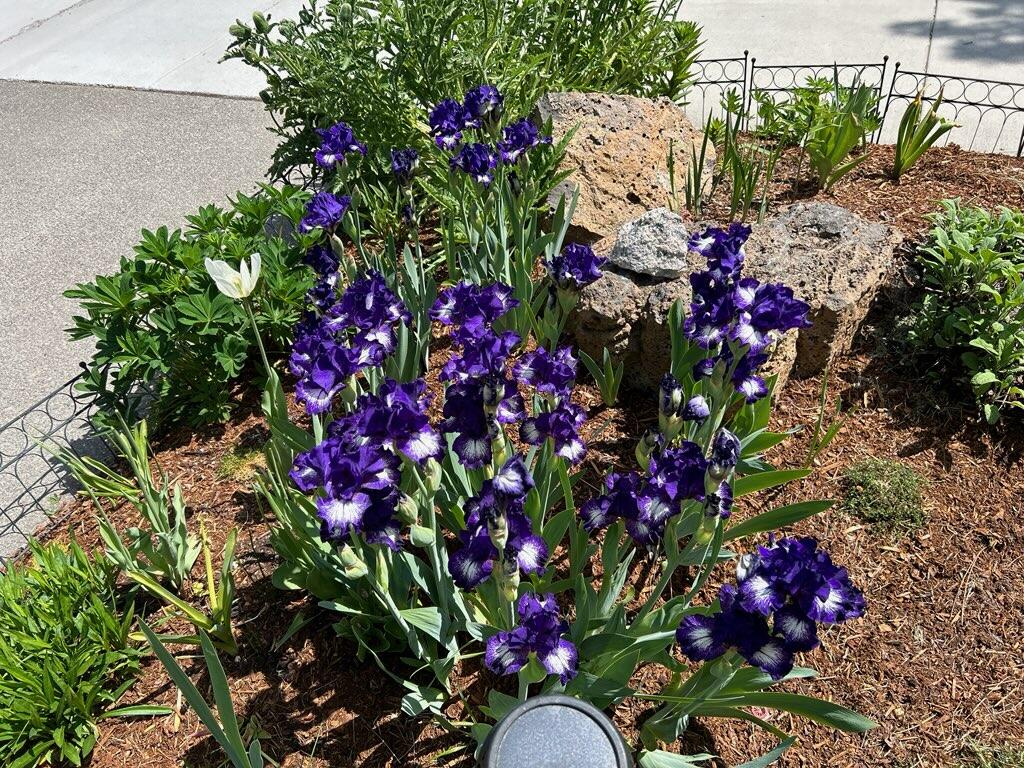 62944 Fresca Street Bend, OR 97703 - Photo 29 of 32 a picture of flowers