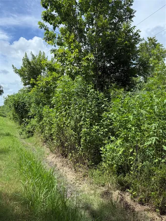 a view of a lush green forest