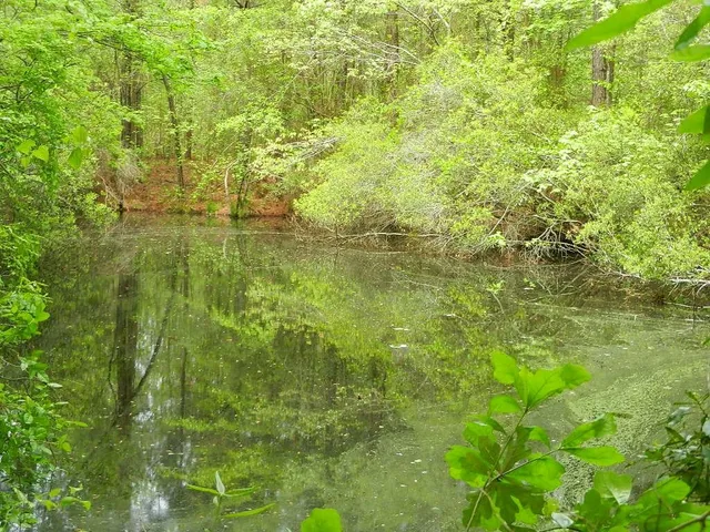 a view of lush green forest