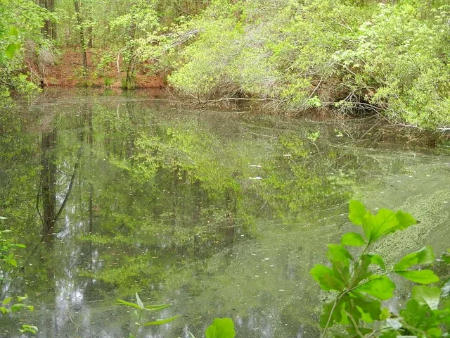 a view of lush green forest