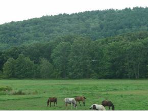 3763 River Road Arlington, VT 05250 - Photo 3 of 5 Gallery Image 3
