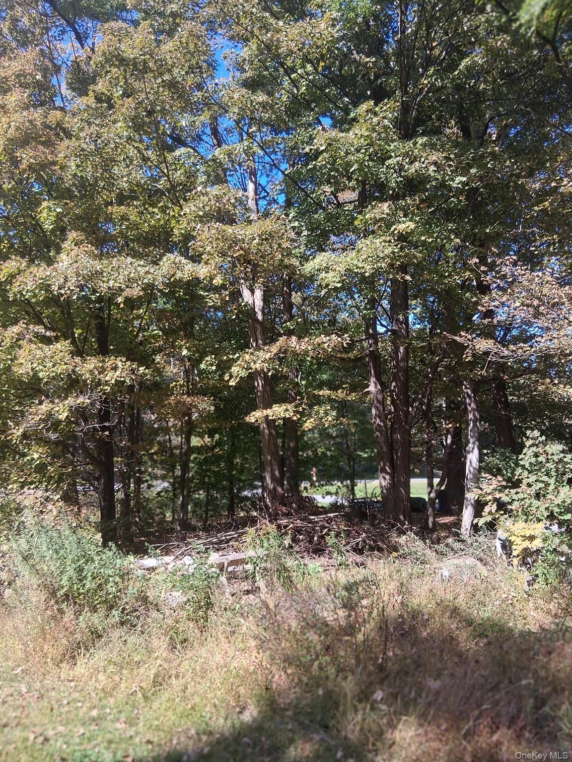 84 N Road Red Hook, NY 12571 - Photo 20 of 22 View of tree filled area