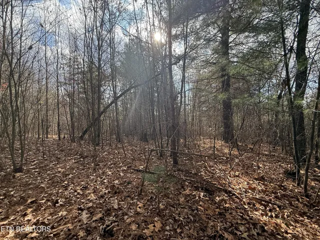 a view of a forest with trees