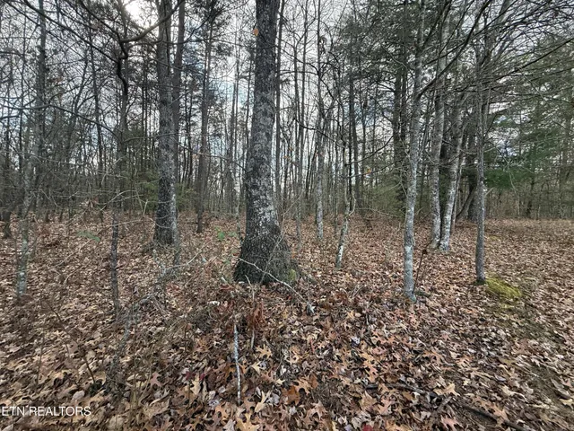 a view of a forest with large trees