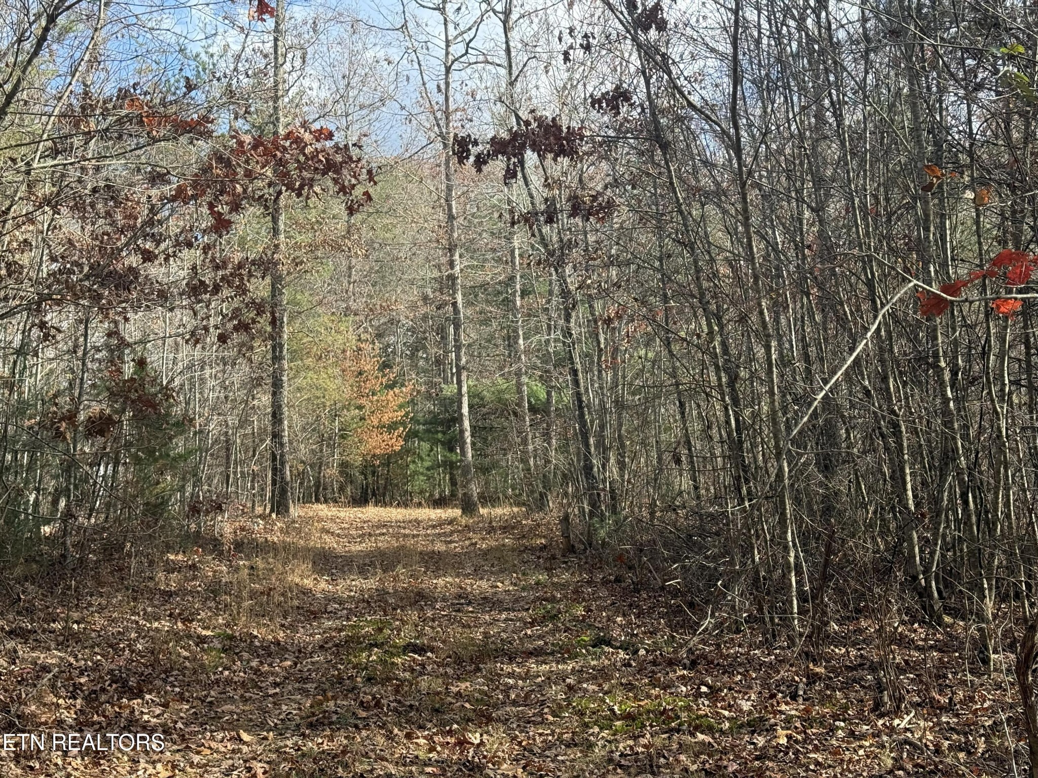 0 Valerie Drive Deer Lodge, TN 37726 - Photo 14 of 19